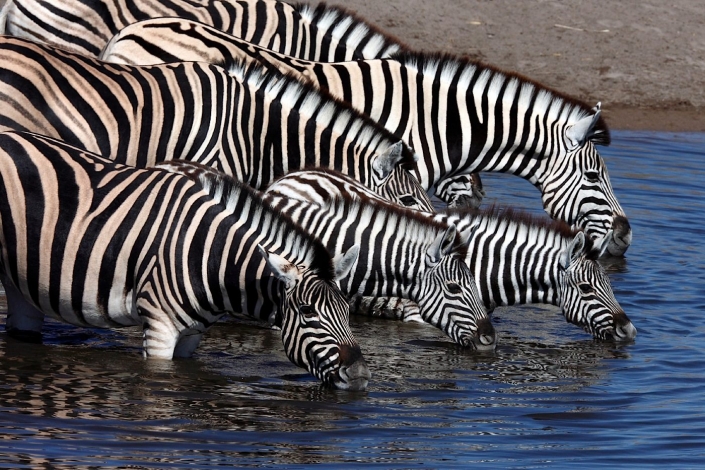 Planes Zebra (Equus quagga) at a waterhole in Etosha National Park in Namibia