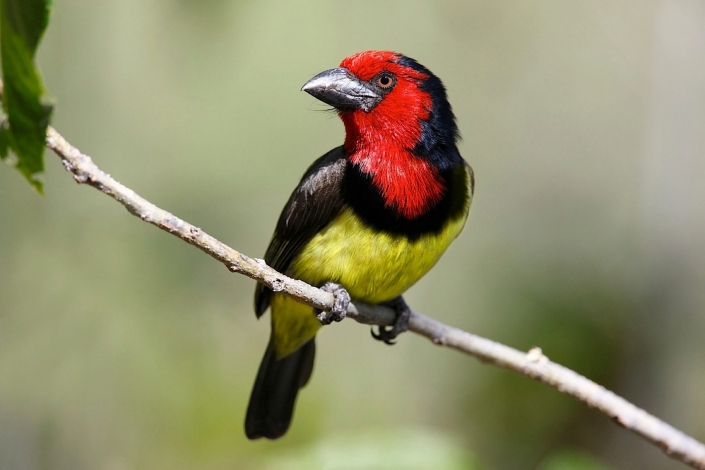 Blackcollared Barbet (Lybius torquatus) in the Xakanaka region of the Okavango Delta in Botswana