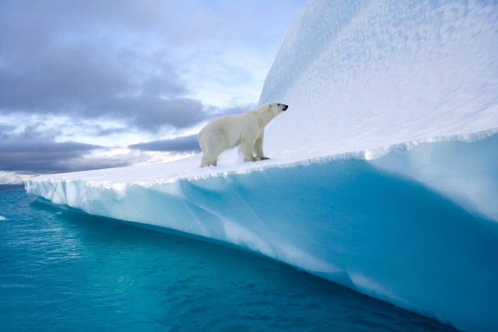 Polar Bear on an iceberg in Northwest Fjord in Eastern Greenland