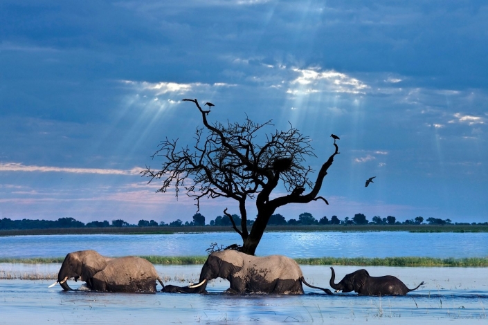 A group of African Elephants (Loxodonta africana) crossing the Chobe River in Chobe National Park in Northern Botswana.