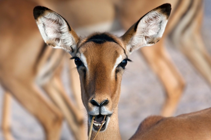A female Impala (Aepyceros melampus melampus) in Chobe National Park in Botswana