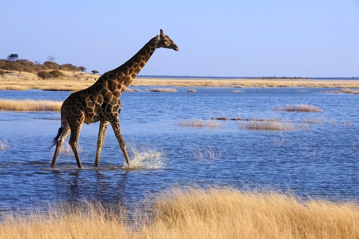 Giraffe (Giraffa camelopardalis) walking through a flooded salt pan in Etosha National Park in Namibia