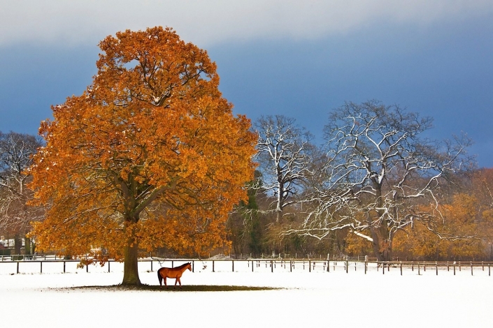 Colourful tree in the late Autumn in North Yorkshire in northeast England in the United Kingdom.