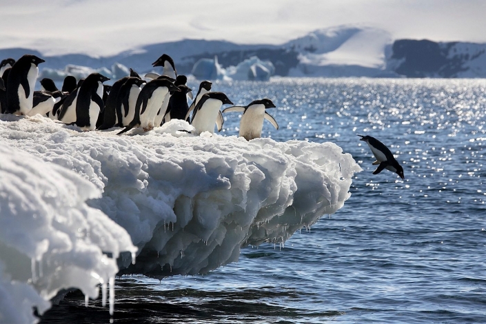 Adelie Penguins – Antarctica