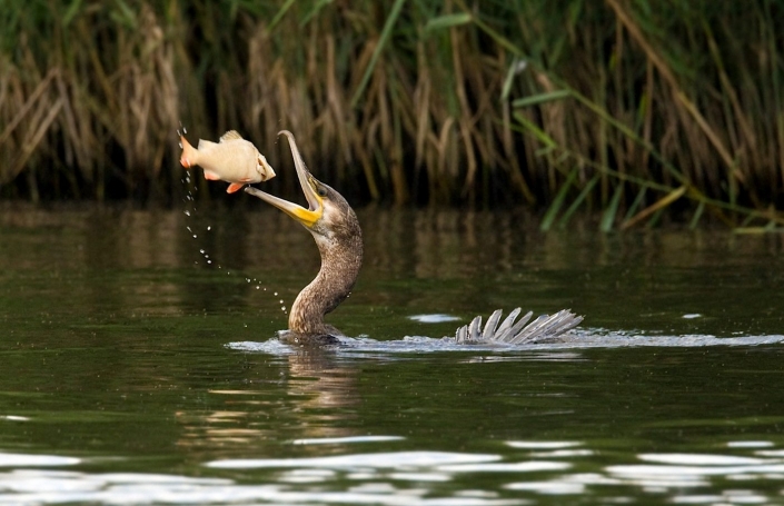 Great Cormorant (phalacrocorax carbo)